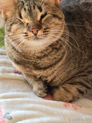 Katze Handicap Blind Tierschutz Bundesweite Vermittlung  Bild 3