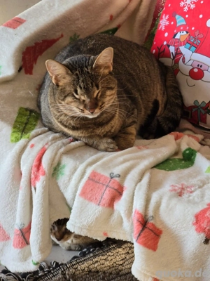 Katze Handicap Blind Tierschutz Bundesweite Vermittlung  Bild 2