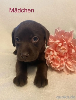 Wunderschöne reinrassige Labrador Welpen in guten Händen abzugeben 