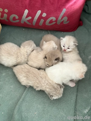 neva masqurade kitten