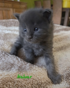 Maine Coon Kater, seltene Farben