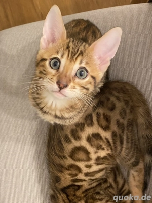 3 reinrassige Bengalkitten suchen ein neues zu Hause
