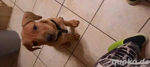 Bull Dogen Mischling 3 Monate jung Rüde