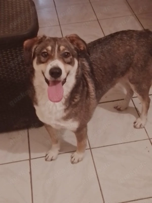 GANDALF - braucht ein eigenes Körbchen (wartet in Rumänien)