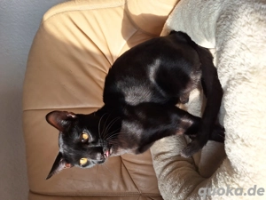 Unikat! Seltener Bengal Kater Abholbereit mit Stammbaum + Gesundheitszeugnis!