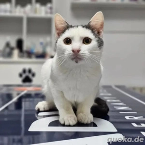 Gray Verspielter Kater sucht spielfreudige Familie 