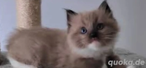    Dringend gesucht: Süßes 6 Monate altes Ragdoll-Kätzchen (Ruky)    