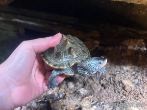 Diamantschildschröten