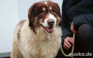 Aller guten Dinge sind drei. Dreibeinige Clementine sucht ein Zuhause