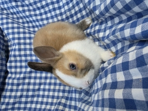 Schöne Junge Zwergkaninchen abzugeben. 