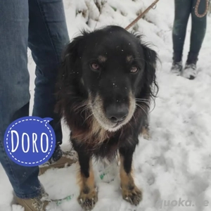 Doro, bildhübscher Hovawart Mischling