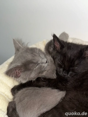 Zwei liebe Geschwisterkatzen suchen gemeinsam ein Zuhause