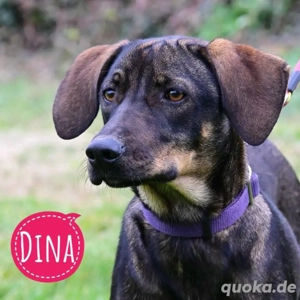 Dina, wunderhübsch gezeichnete Junghündin