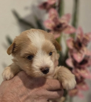 Reinrassige yorkshire terrier golddust rüden 