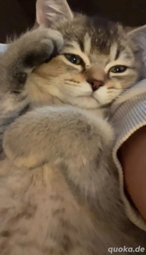 BKH Black Gold 9Monate Alt Bild 4