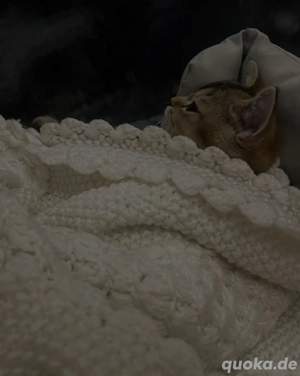 BKH Black Gold 9Monate Alt Bild 2