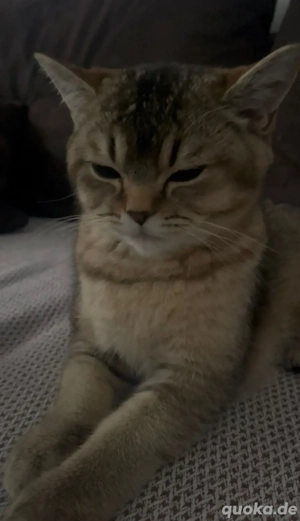 BKH Black Gold 9Monate Alt Bild 3