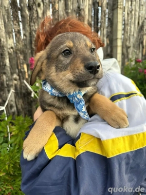 Welpe BATU möchte die Welt erobern 