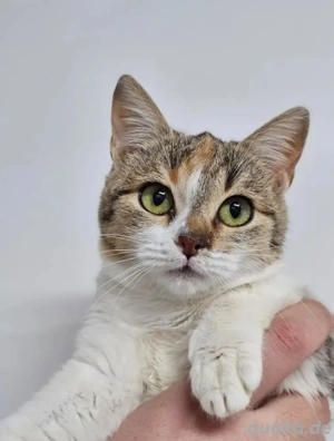 Zina Verkuscheltes Glückskätzchen sucht schmusige Familie