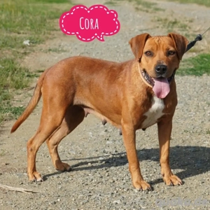 Cora, verschmuste Staffordshire Terrier Mix Hündin