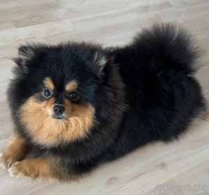 Pomeranian Spitz Rude