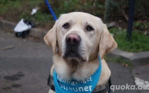 Traumhund Rufus Bild 2