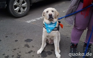 Traumhund Rufus Bild 7