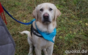 Traumhund Rufus Bild 5