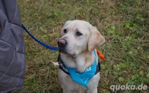 Traumhund Rufus Bild 4