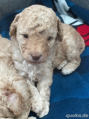  Zwerg Pudel Welpen   Apricot 