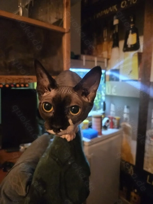 Nacktkatzen Sphynx katzen Duo: Mutter (7) & Tochter (5) suchen neues Liebevolles Zuhause