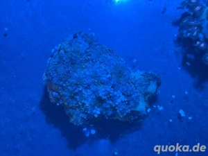 Ricordea Koralle auf Stein abzugeben