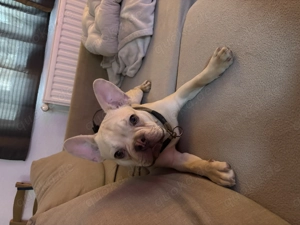 Französische Bulldogge Rüde mit Ahnentafel 