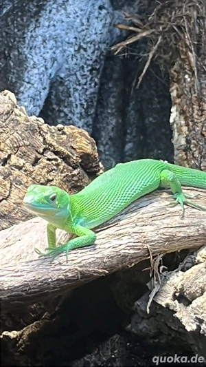 Gastropholis prasina