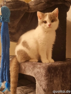 Weiß graue BKH 4 Monate alt 