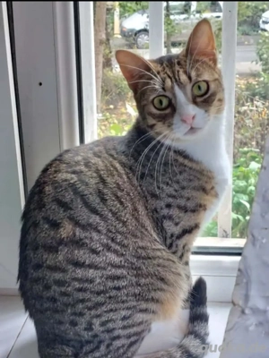 Lina - Freundliches Katzenmädel sucht ihre Familie