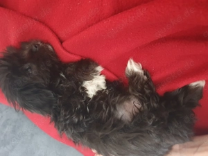 Welpen zu verkaufen   Malteser Shih-Tzu-Mix 