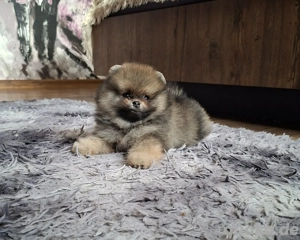 Pomeranian Welpe Orange Sable Rüde mit Stammbaum FCI Champion