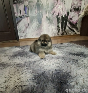 Pomeranian Welpe Orange Sable Rüde mit Stammbaum FCI Champion