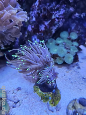 Korallenableger Euphilia ab 10 