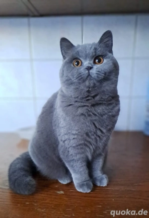 Britisch kurzhaar blau mit Stammbaum weiblich