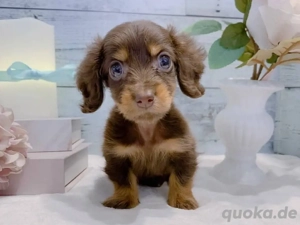 Eine weibliche Dackelwelpe sucht ein neues Zuhause