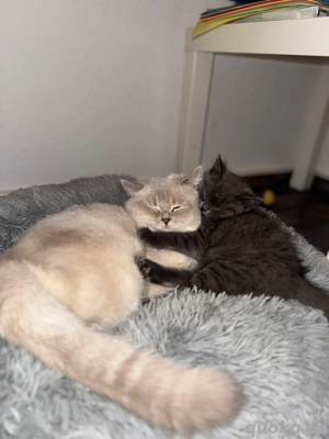  Kleiner Lio sucht ein großes Herz 