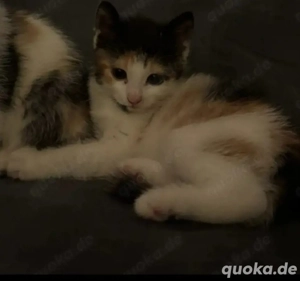 Junge Katze abzugeben 