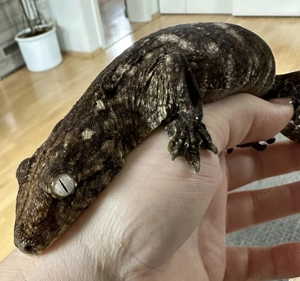 0.1 Rhacodactylus leachianus Friedel 2021