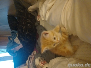 Süße BHK Katze junge 