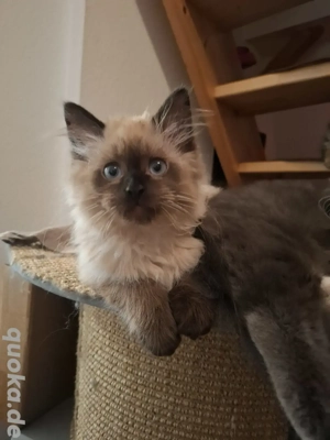 Mixkater sucht neues zu hause