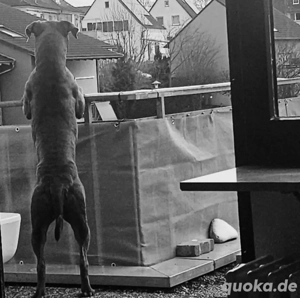 Liebesvolles zuhause gesucht. 