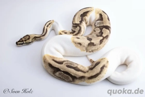 1.0 Enchi Orange Dream Piebald Zuchtttier 