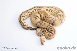 Pastel Stranger Clown Zuchttier 